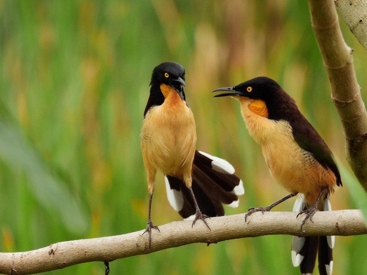 Black-capped Donacobius - ML645579303