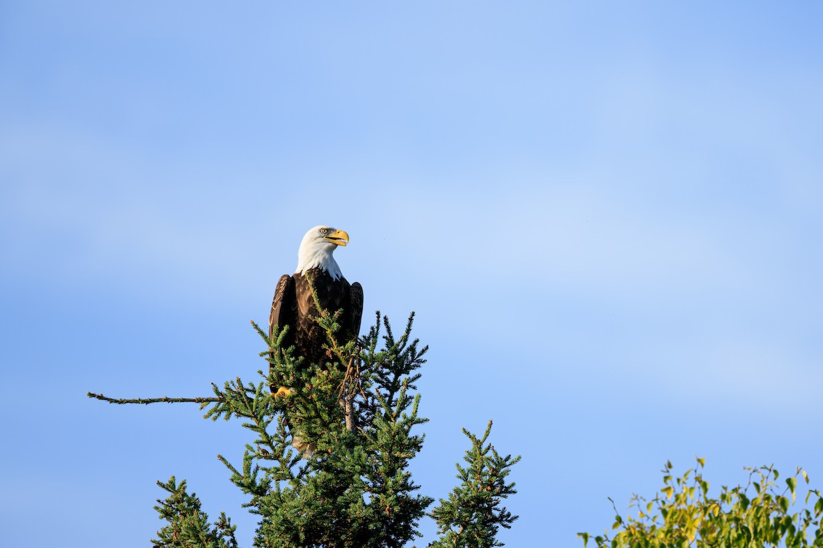 Bald Eagle - ML645579307