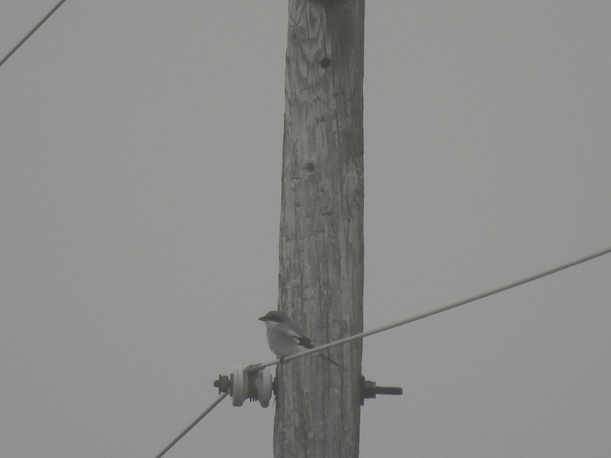 Loggerhead Shrike - ML645579308
