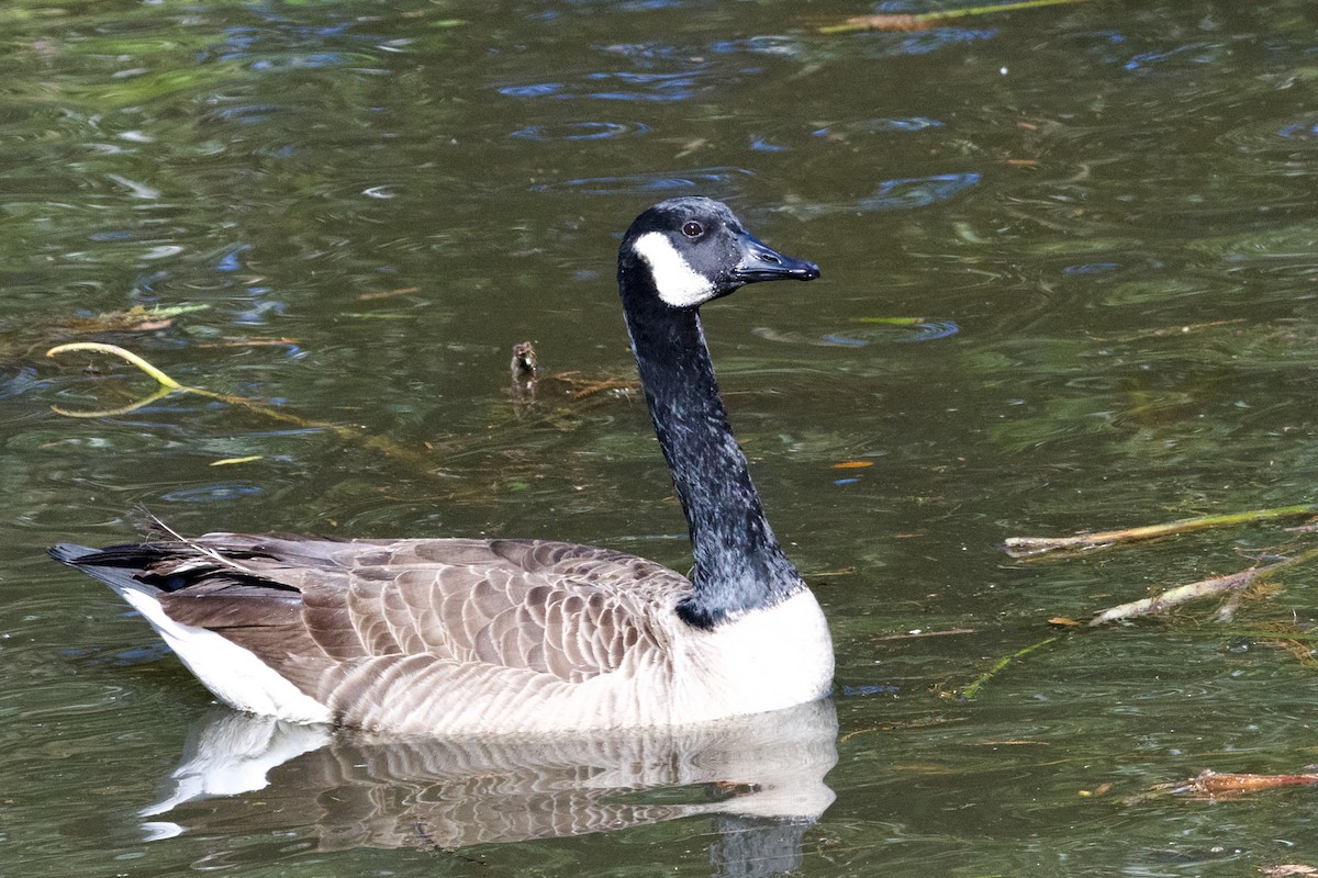 Canada Goose - ML645579311