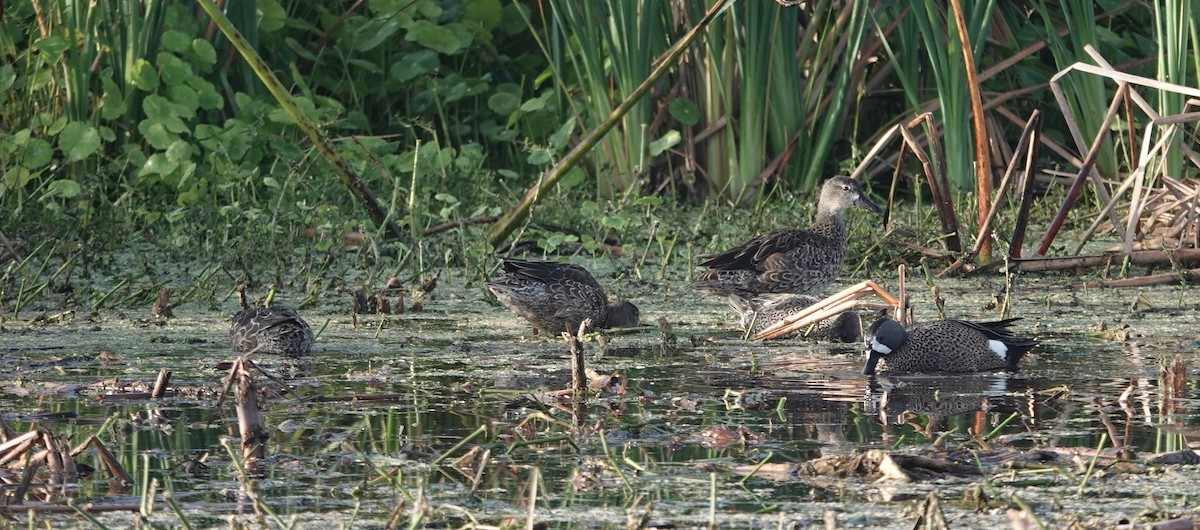 Blue-winged Teal - ML645579312
