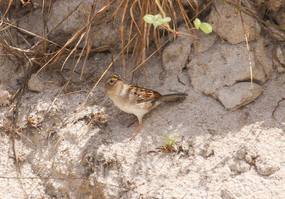 Grassland Sparrow - ML645579316