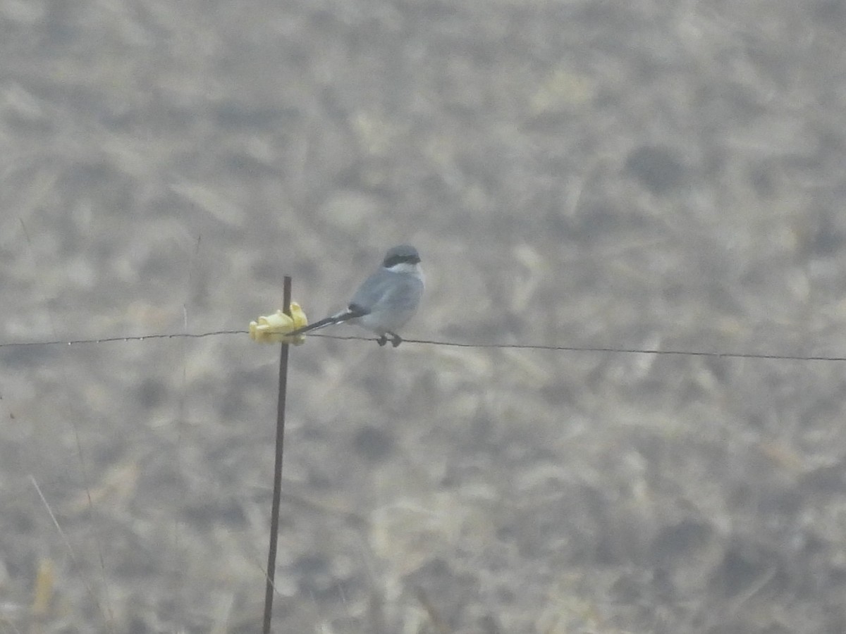 Loggerhead Shrike - ML645579329