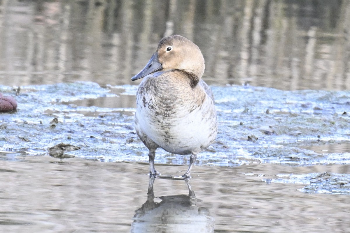 Murgilari bizkarzuria - ML645579330