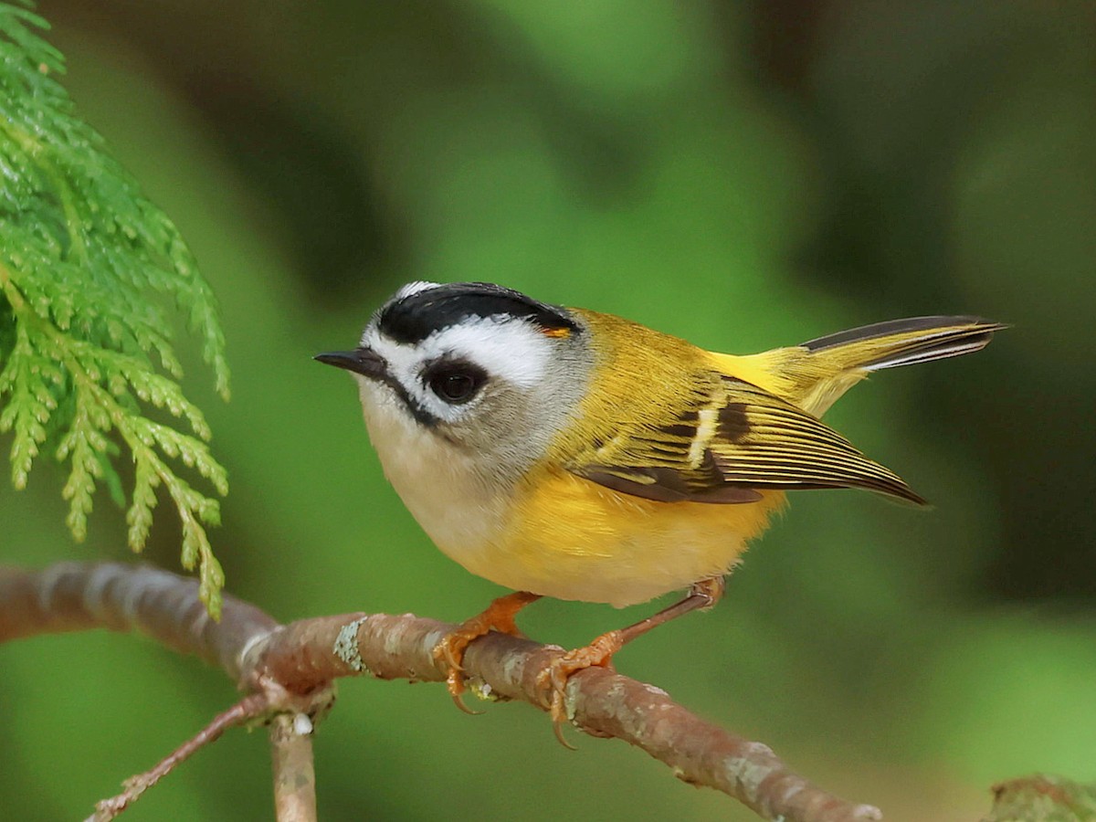 Flamecrest - ML645579331