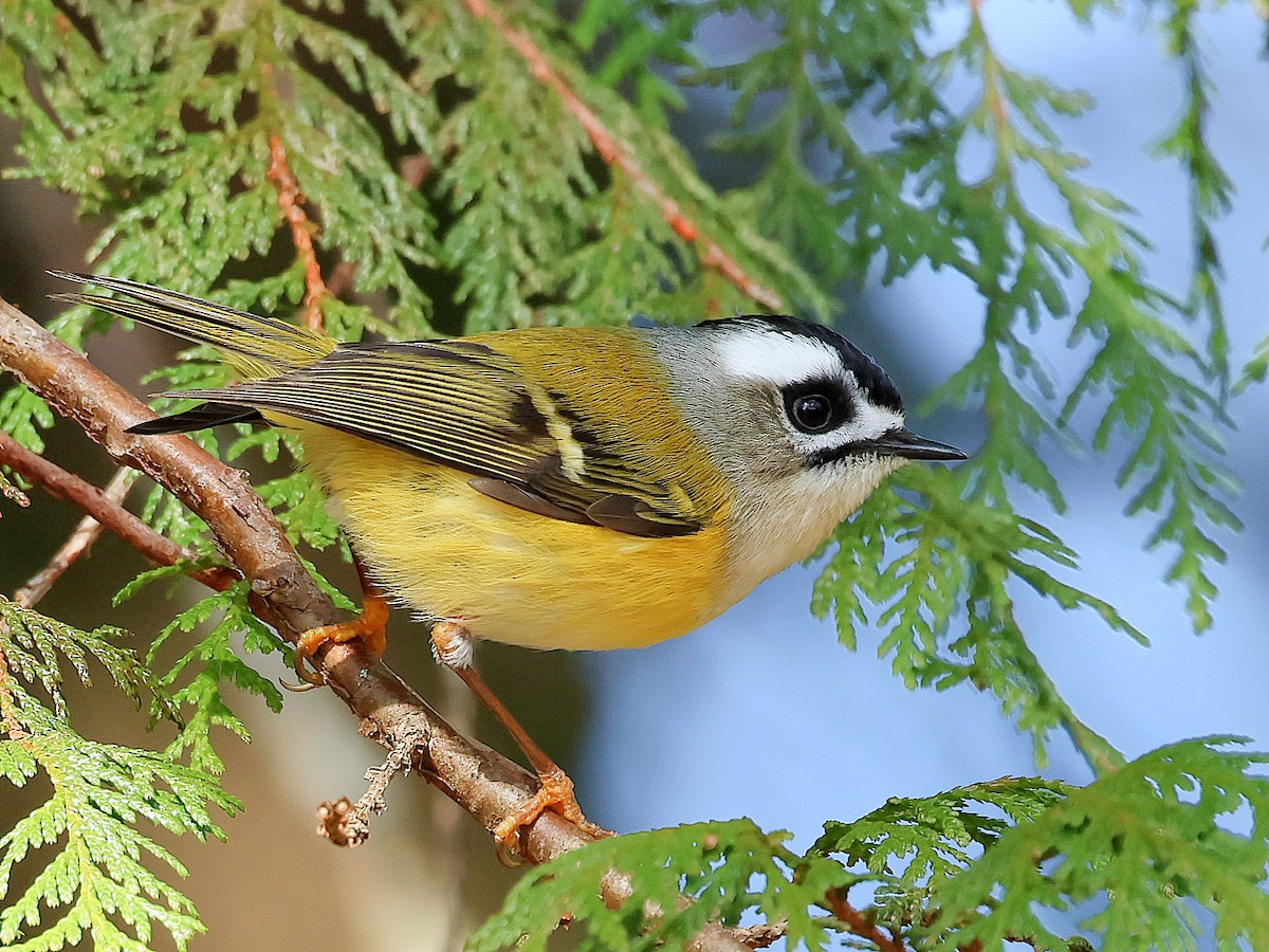 Flamecrest - ML645579332