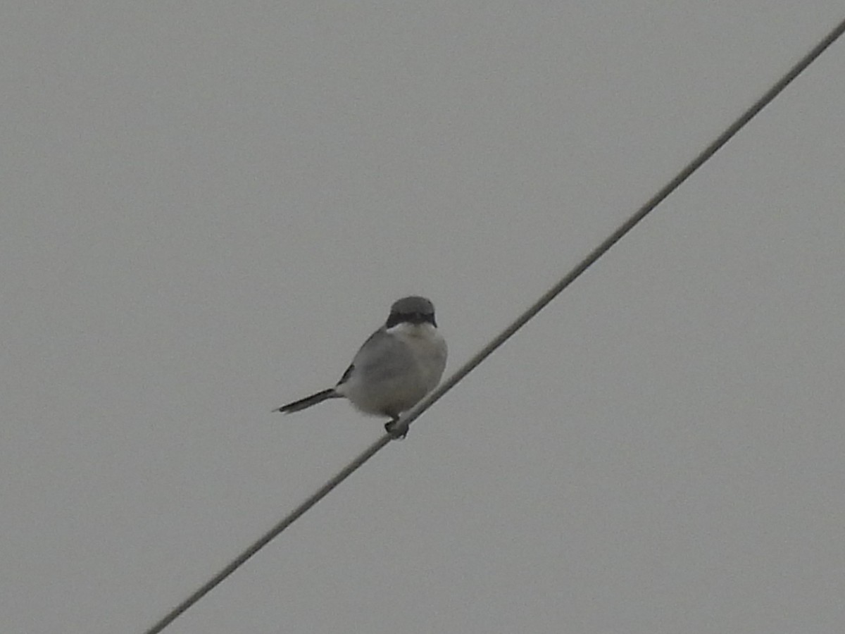 Loggerhead Shrike - ML645579336