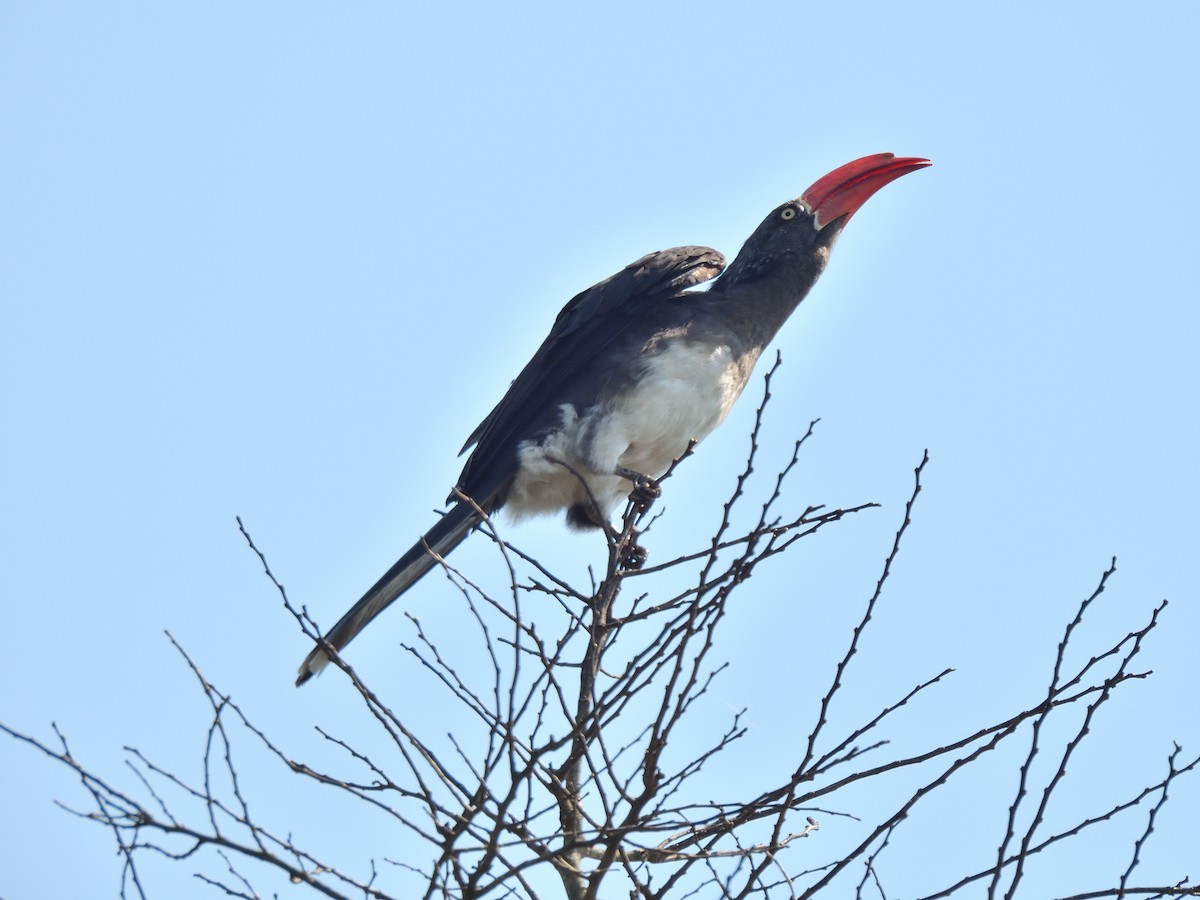 Toco Coronado - ML645579343