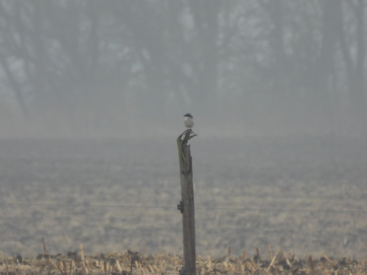 Loggerhead Shrike - ML645579344