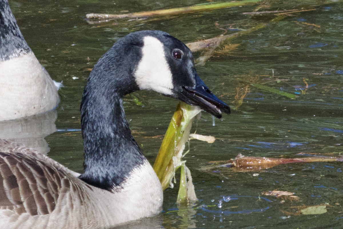 Canada Goose - ML645579348