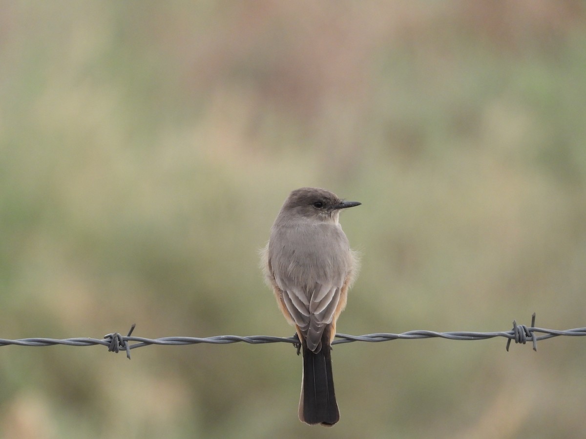 Mosquero Llanero - ML645579352