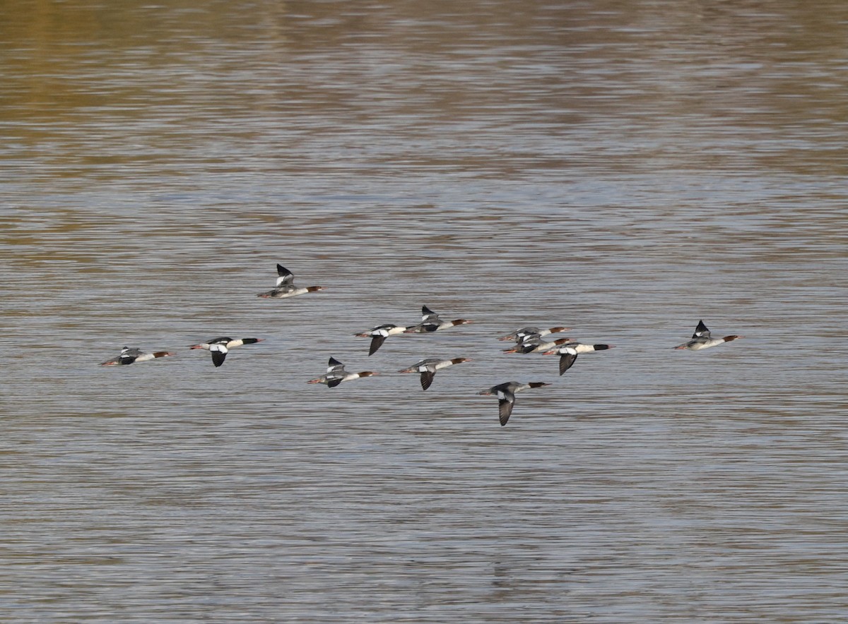 Serreta Grande - ML645579353