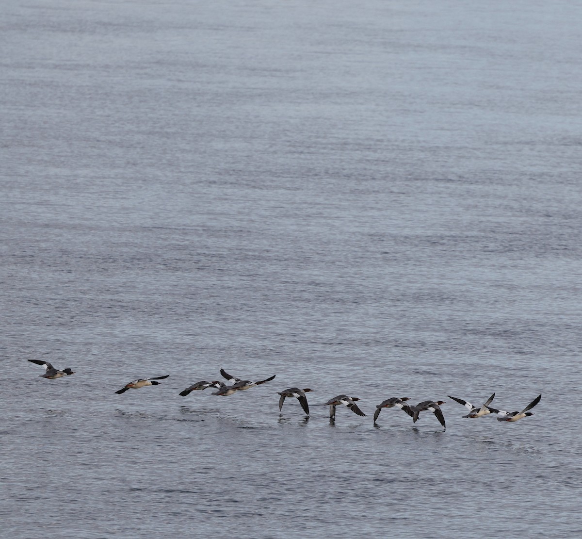 Serreta Grande - ML645579354