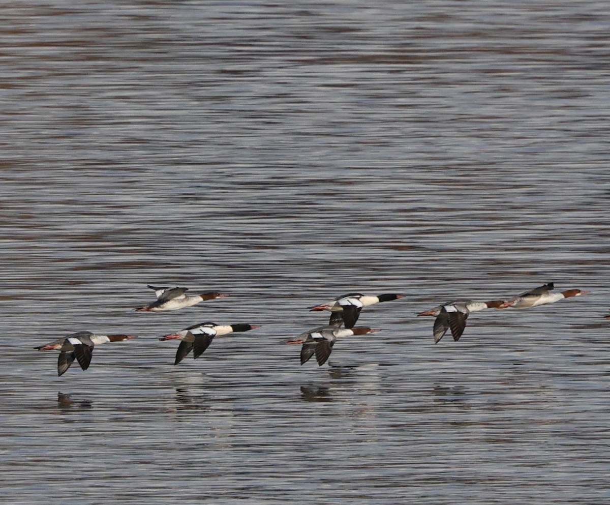 Serreta Grande - ML645579355