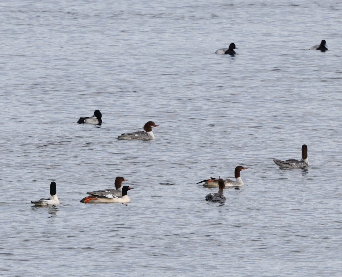 Serreta Grande - ML645579356