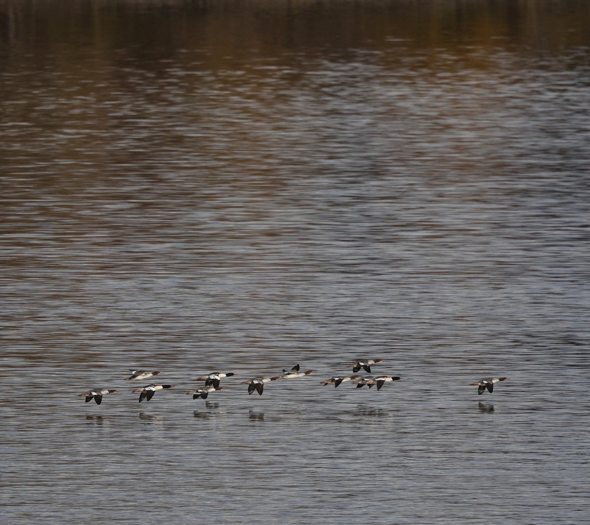 Serreta Grande - ML645579358