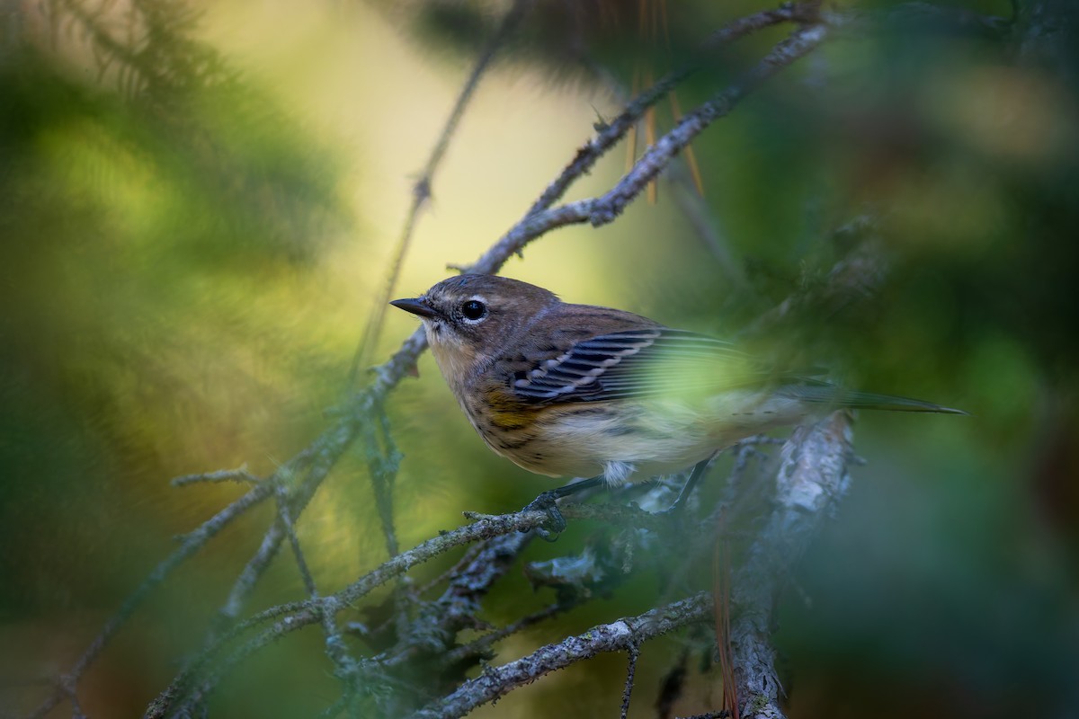 Reinita Coronada - ML645579360