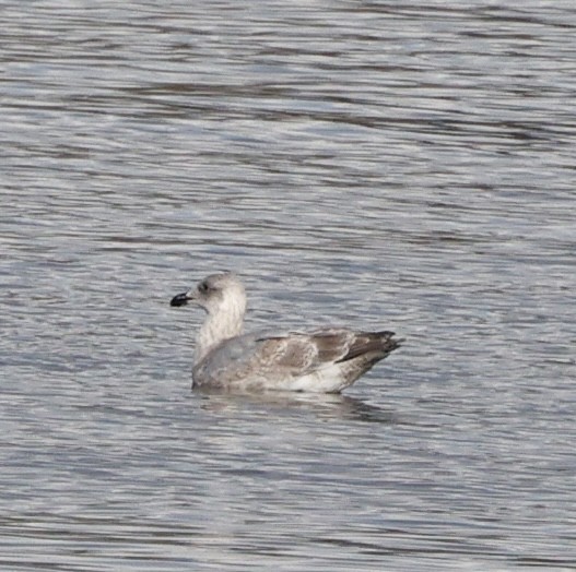 Gaviota/Gavión sp. - ML645579362