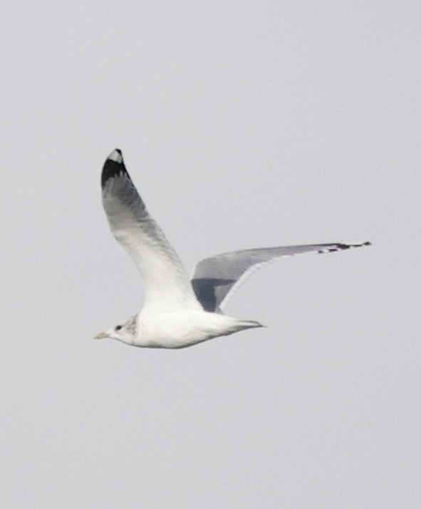 Gaviota/Gavión sp. - ML645579363