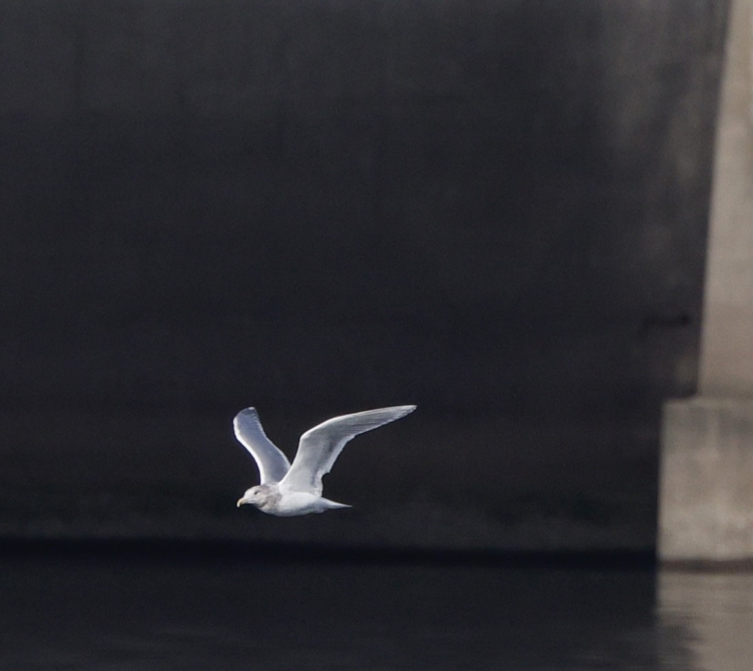 Gaviota/Gavión sp. - ML645579364