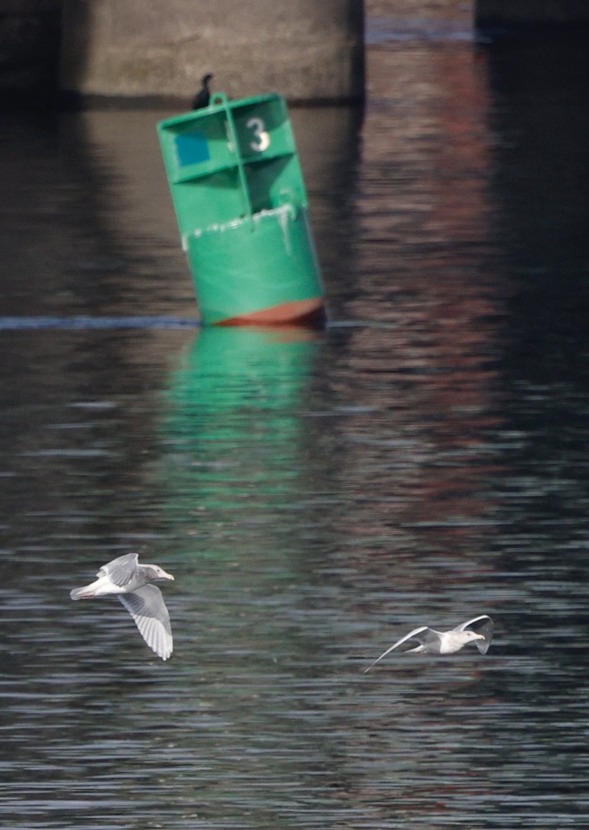 Gaviota/Gavión sp. - ML645579365