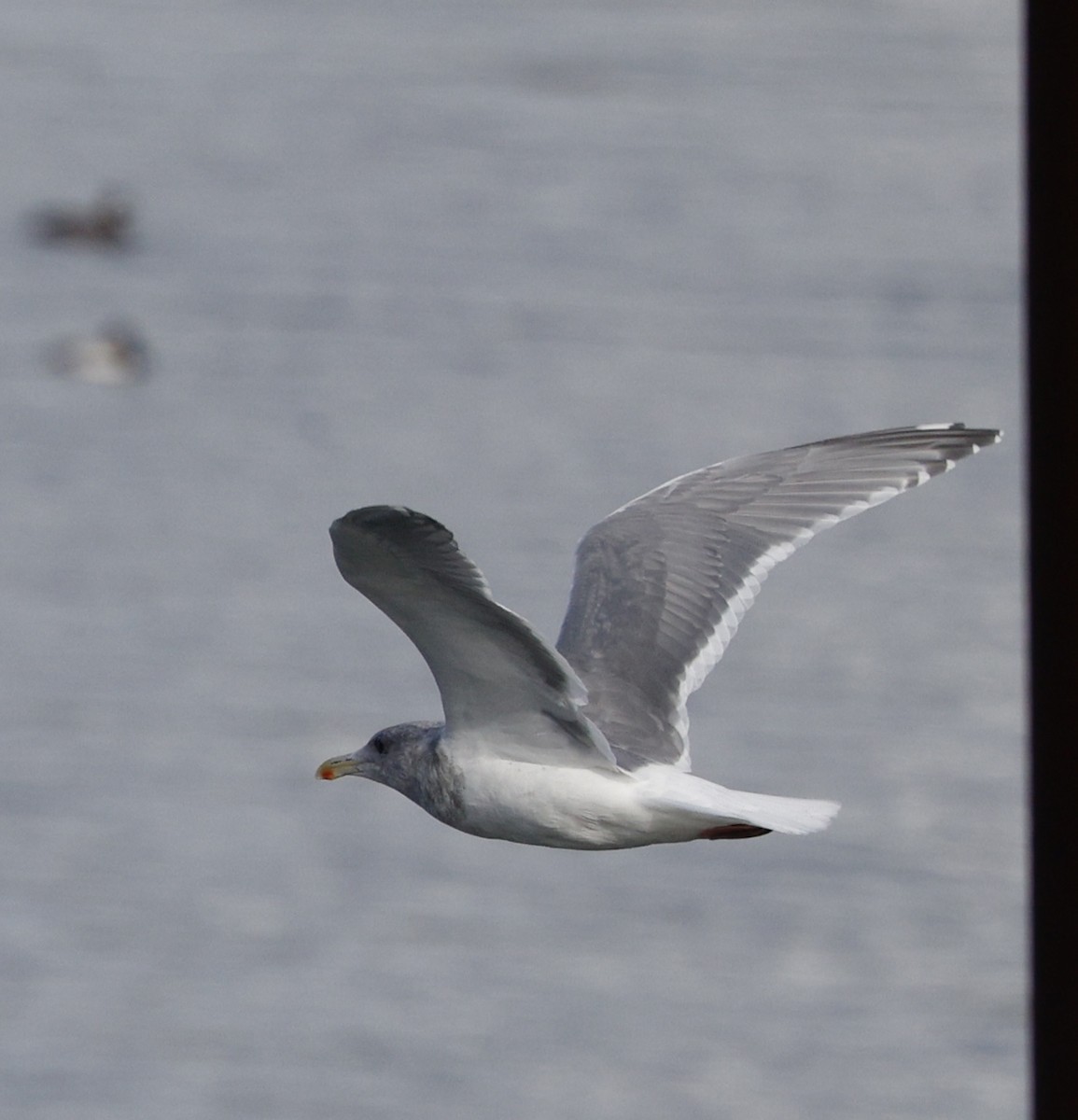 Gaviota/Gavión sp. - ML645579367