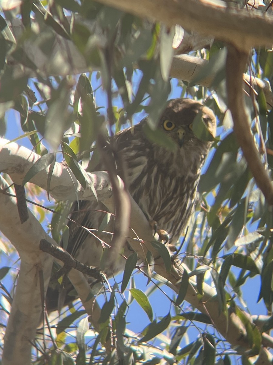 Barking Owl - ML645579369