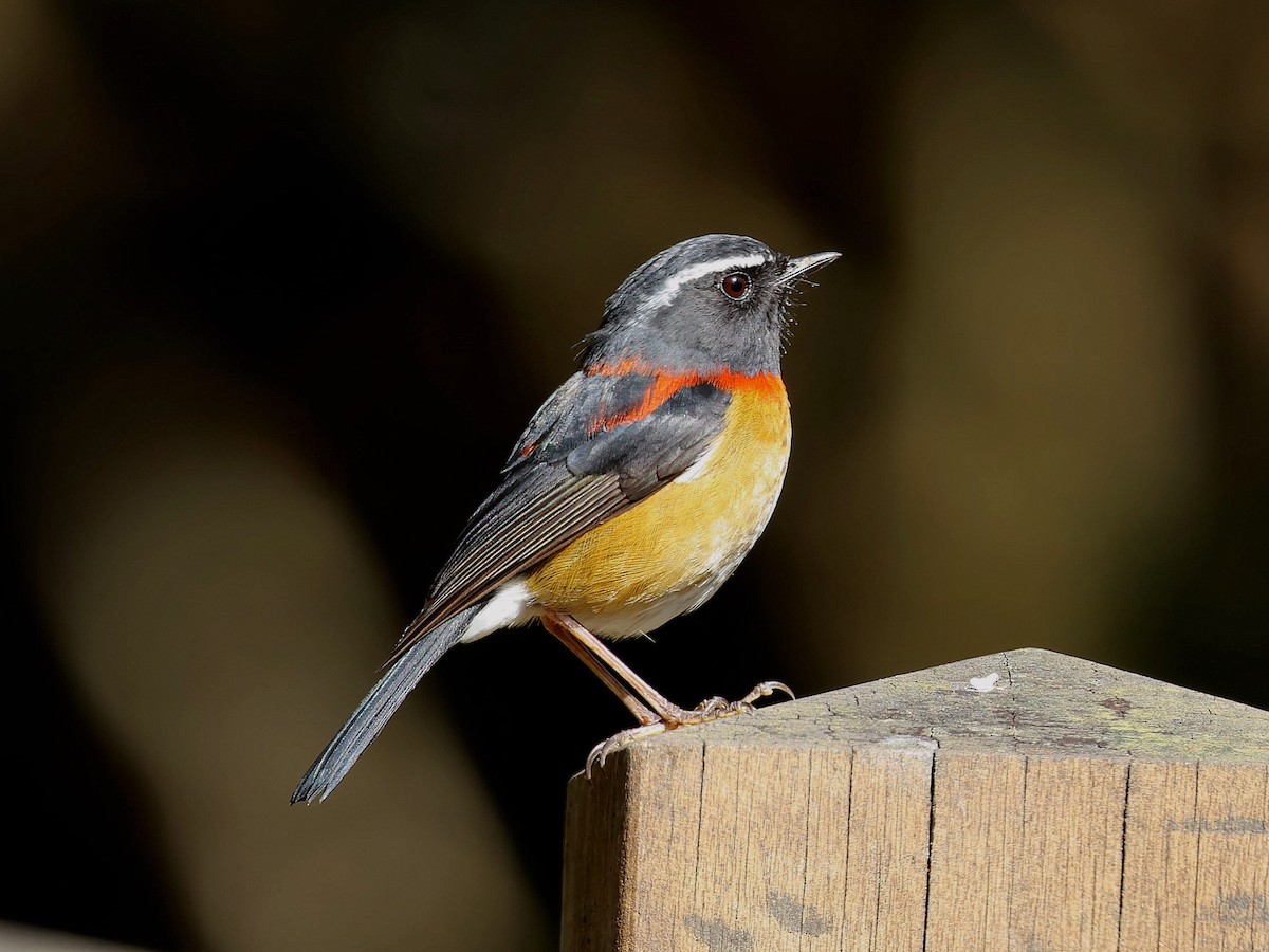 Ruiseñor de Formosa Pintado - ML645579373