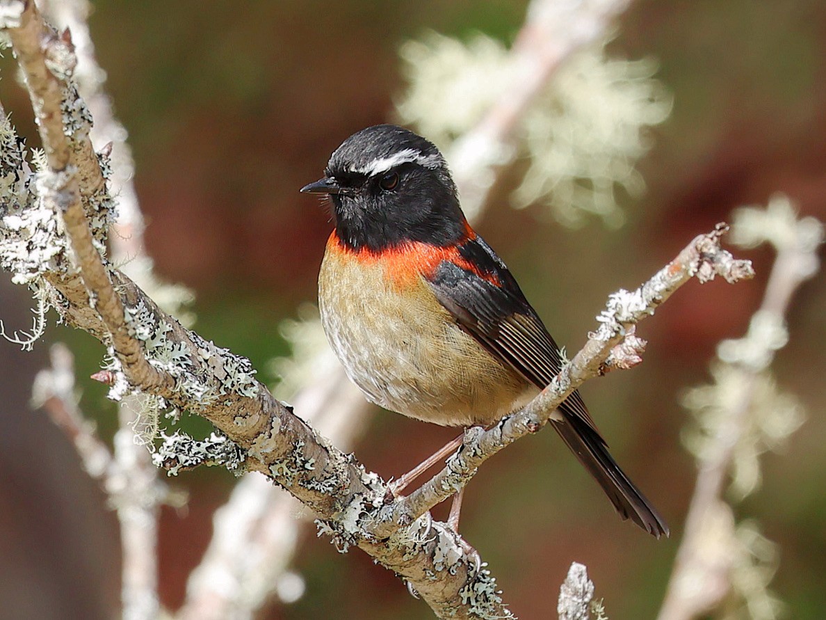Ruiseñor de Formosa Pintado - ML645579374