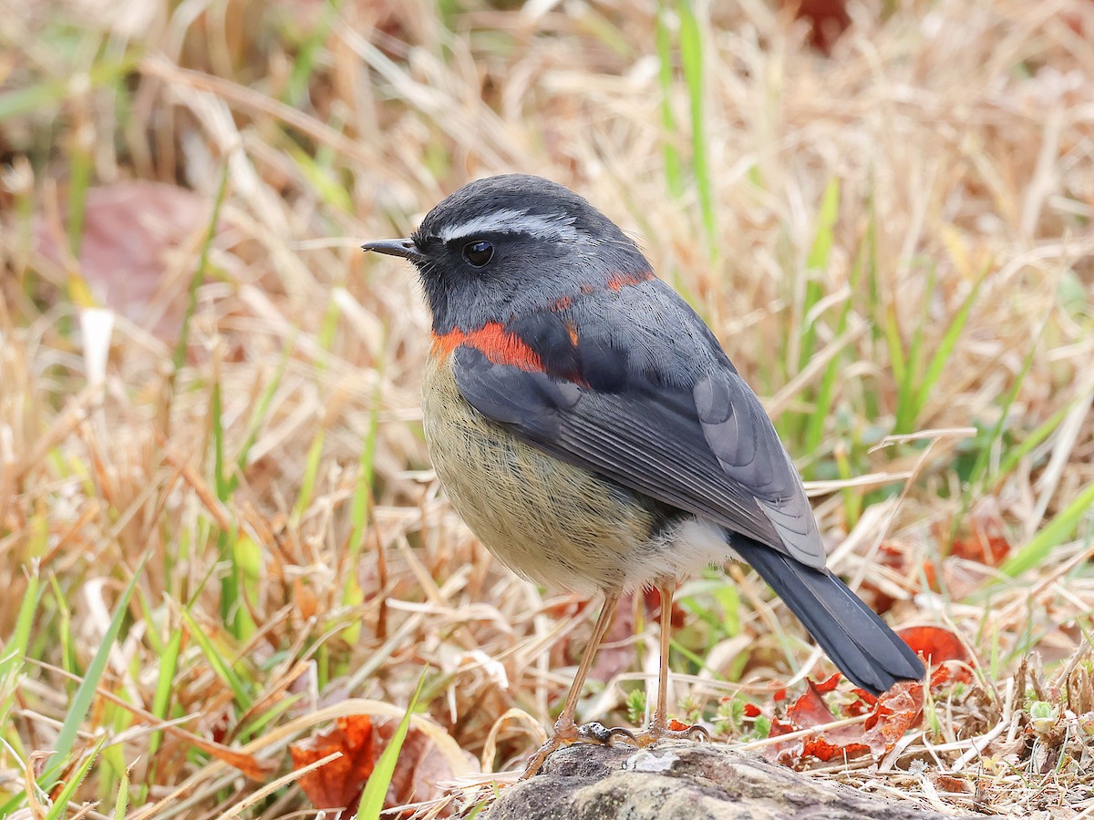 Ruiseñor de Formosa Pintado - ML645579375