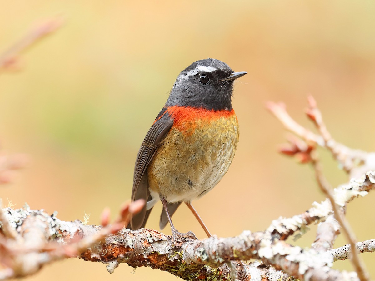 Ruiseñor de Formosa Pintado - ML645579376