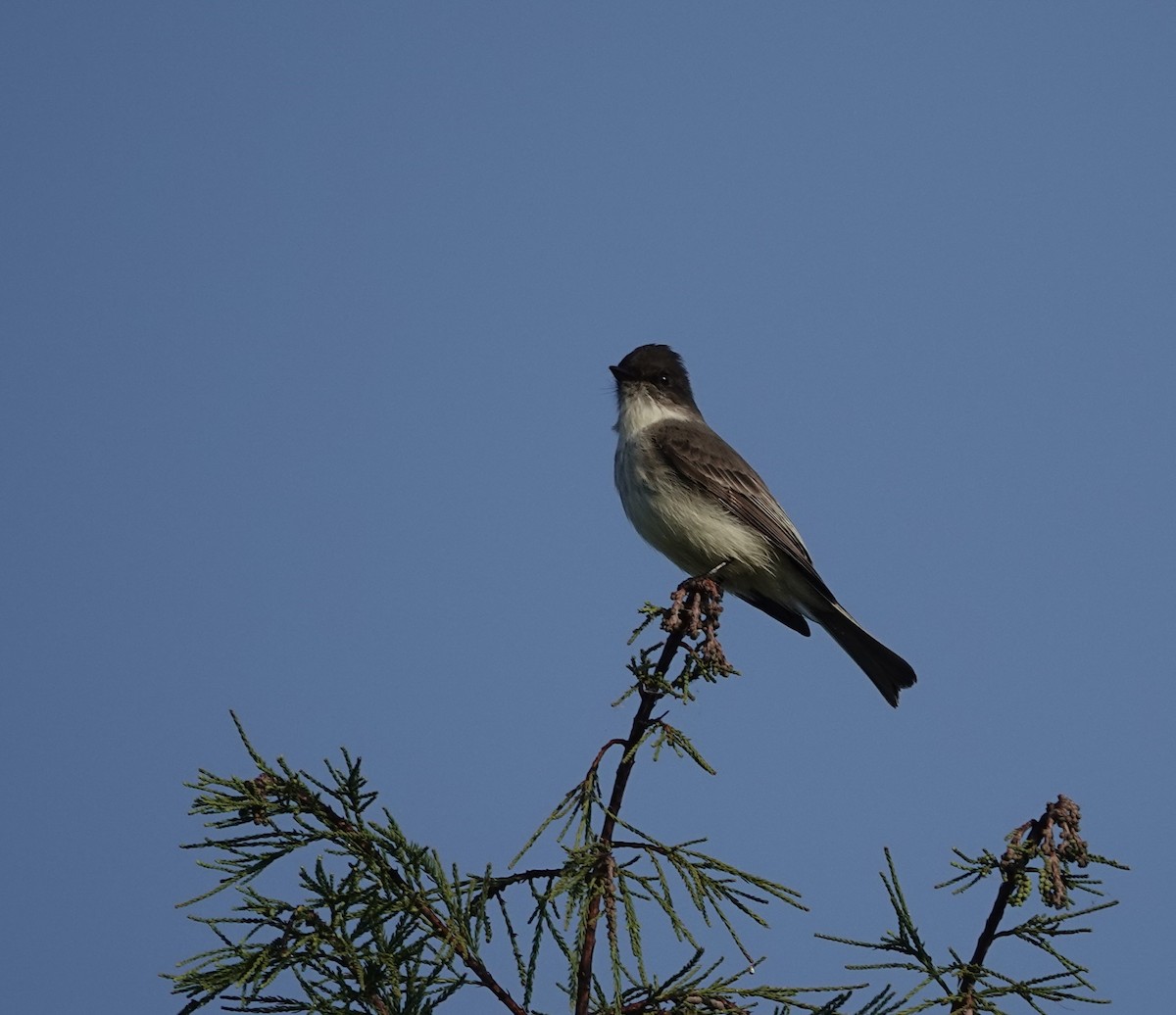 Mosquero Fibí - ML645579377