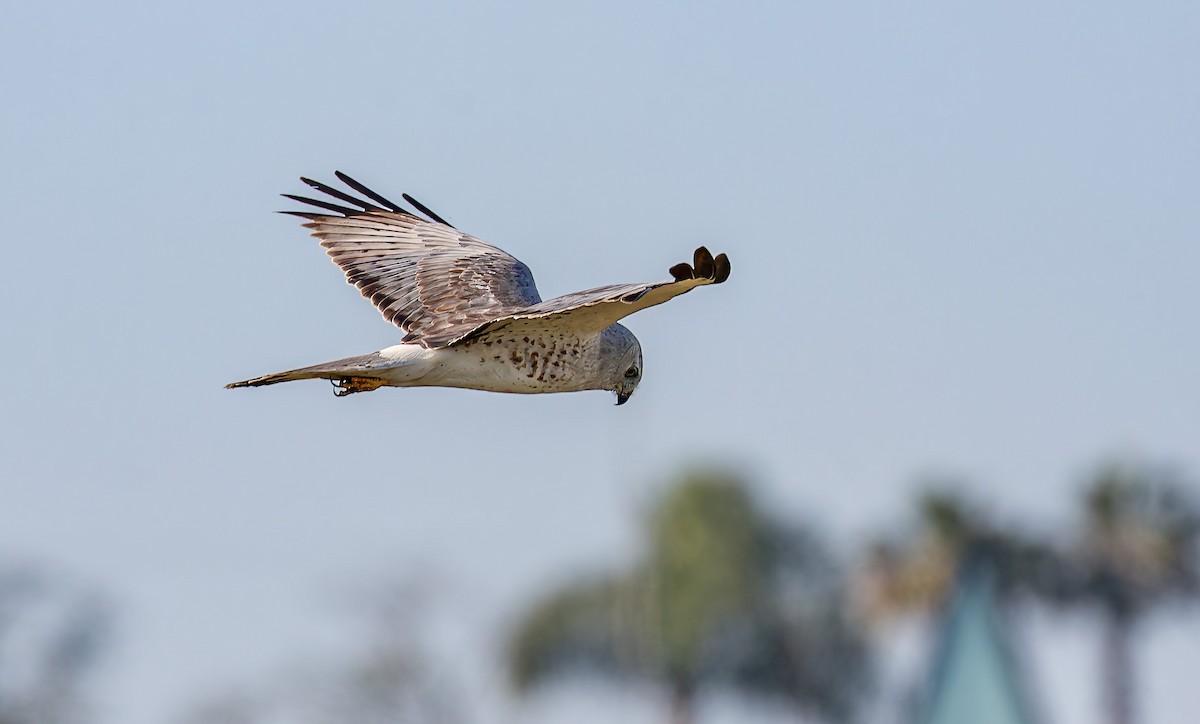 Aguilucho de Hudson - ML645579378