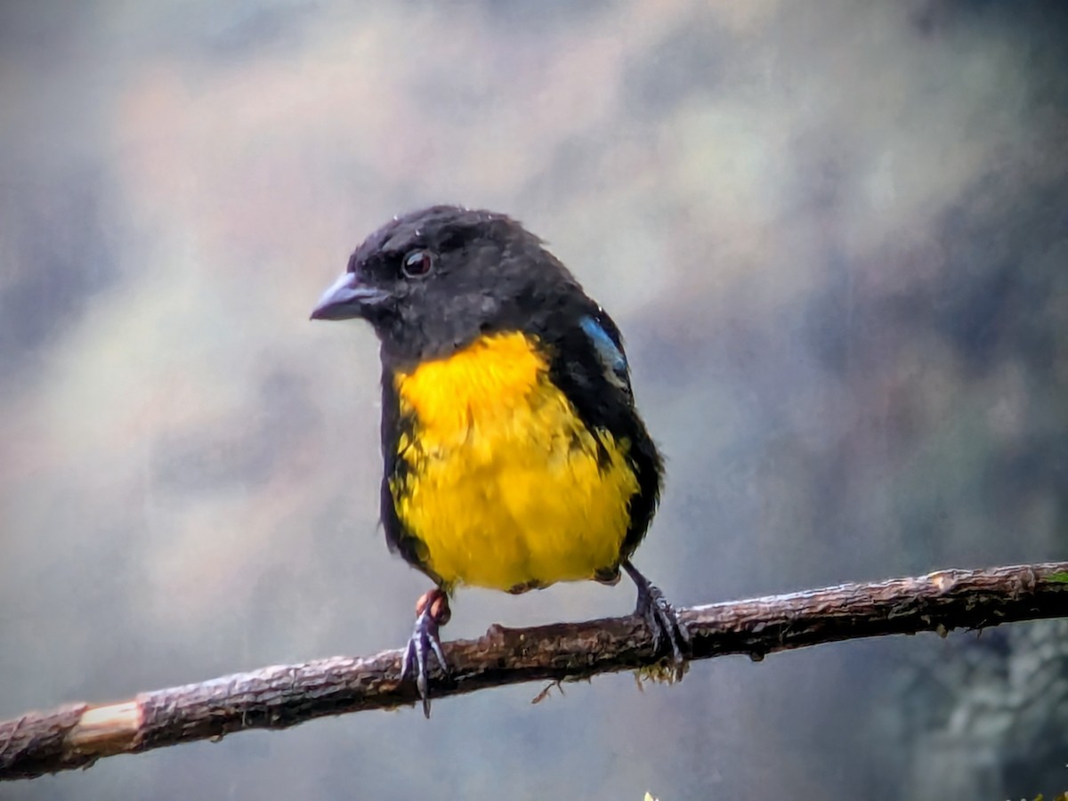 Tangara Negrigualda - ML645579379