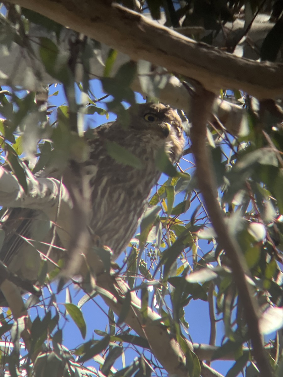 Barking Owl - ML645579380