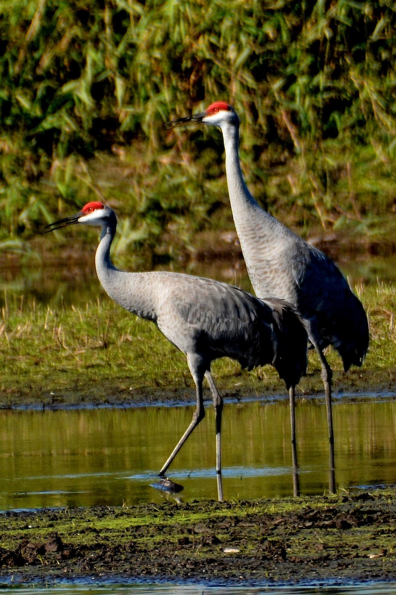 Grulla Canadiense - ML645579383