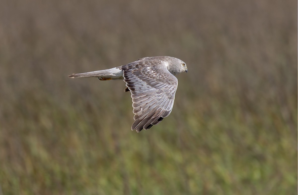 Aguilucho de Hudson - ML645579385