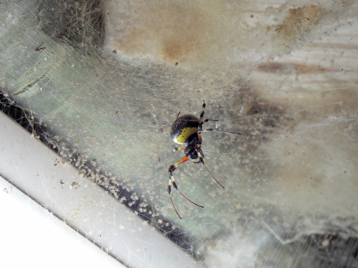 Orbweavers - ML645579386