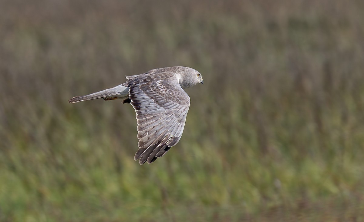 Mirotz zuri iparramerikarra - ML645579389