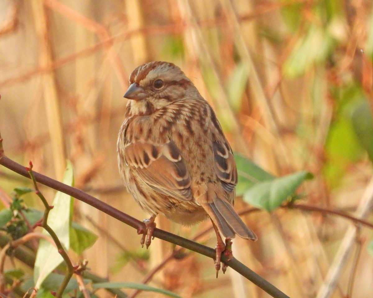 Song Sparrow - ML645579398
