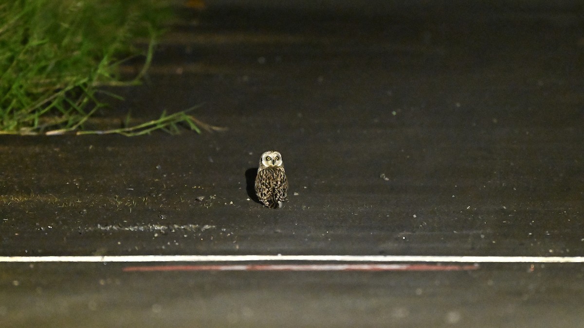 Short-eared Owl - ML645579401