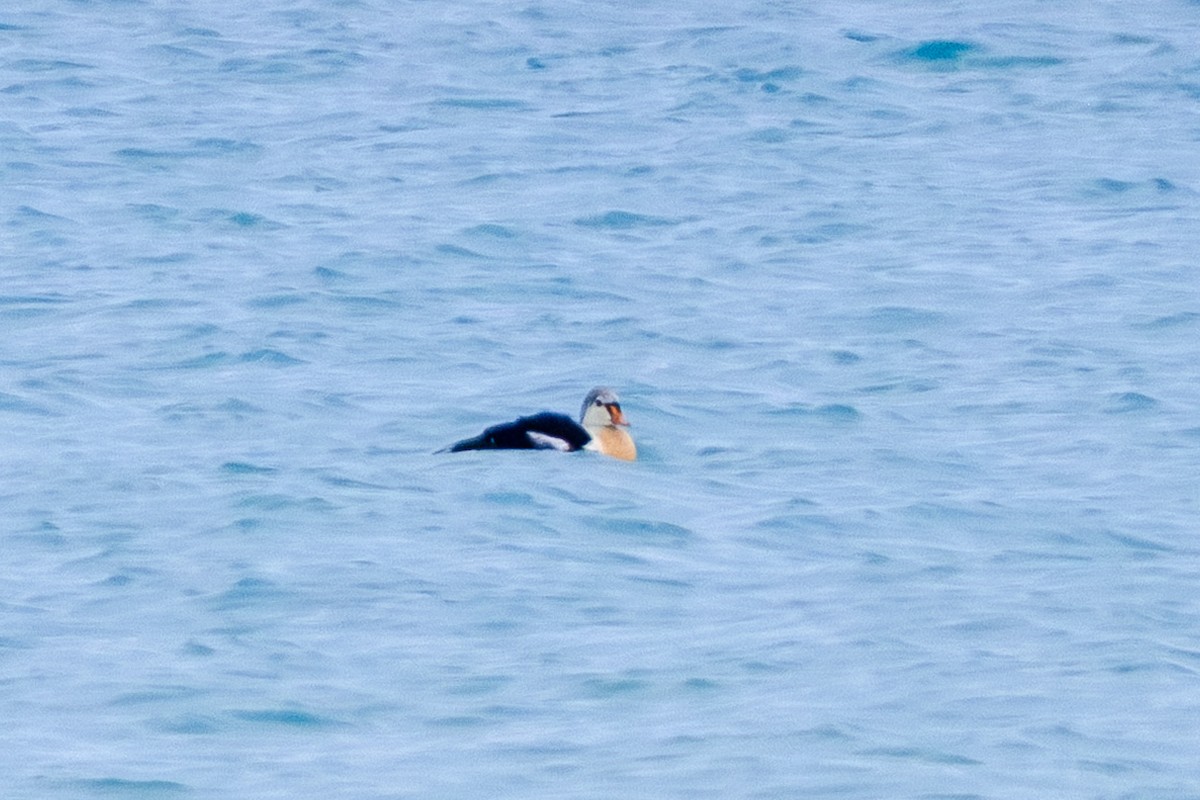 King Eider - ML645579410