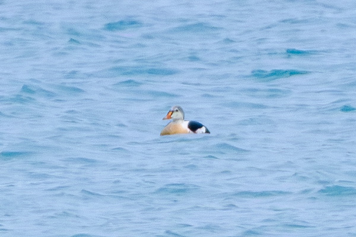 King Eider - ML645579414