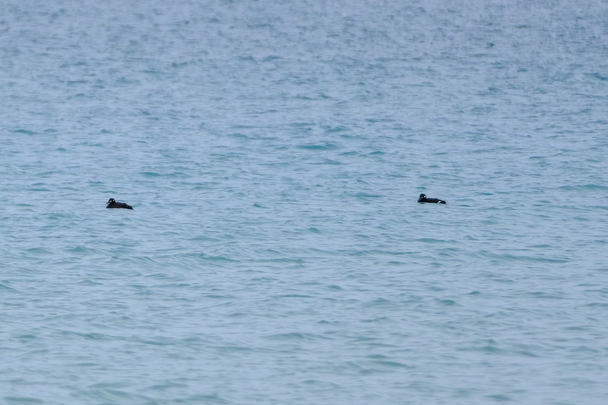 White-winged Scoter - ML645579417
