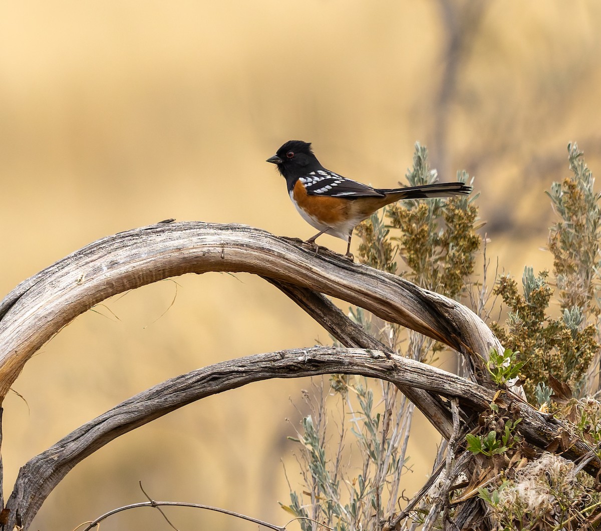 Spotted Towhee - ML645579418