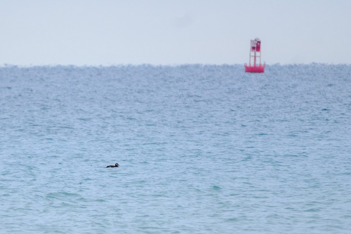 White-winged Scoter - ML645579419