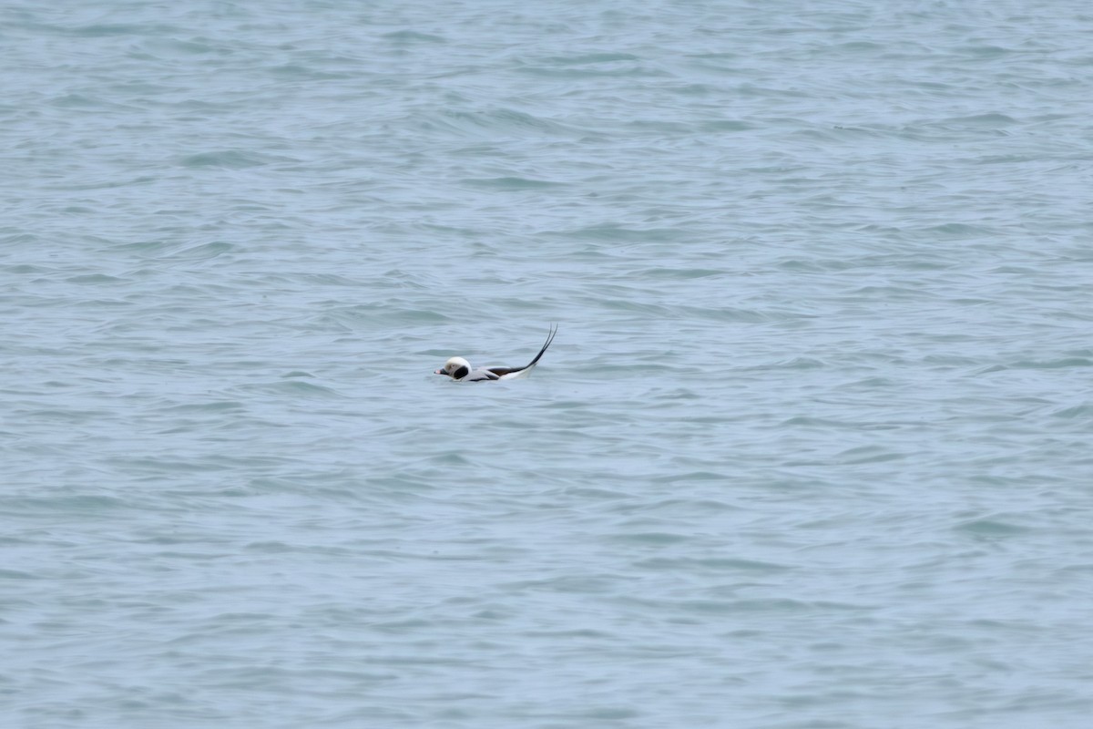 Long-tailed Duck - ML645579423