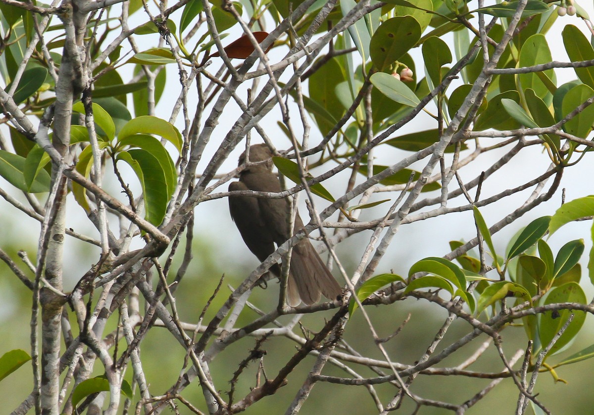 Kampina Ardıcı - ML645579431