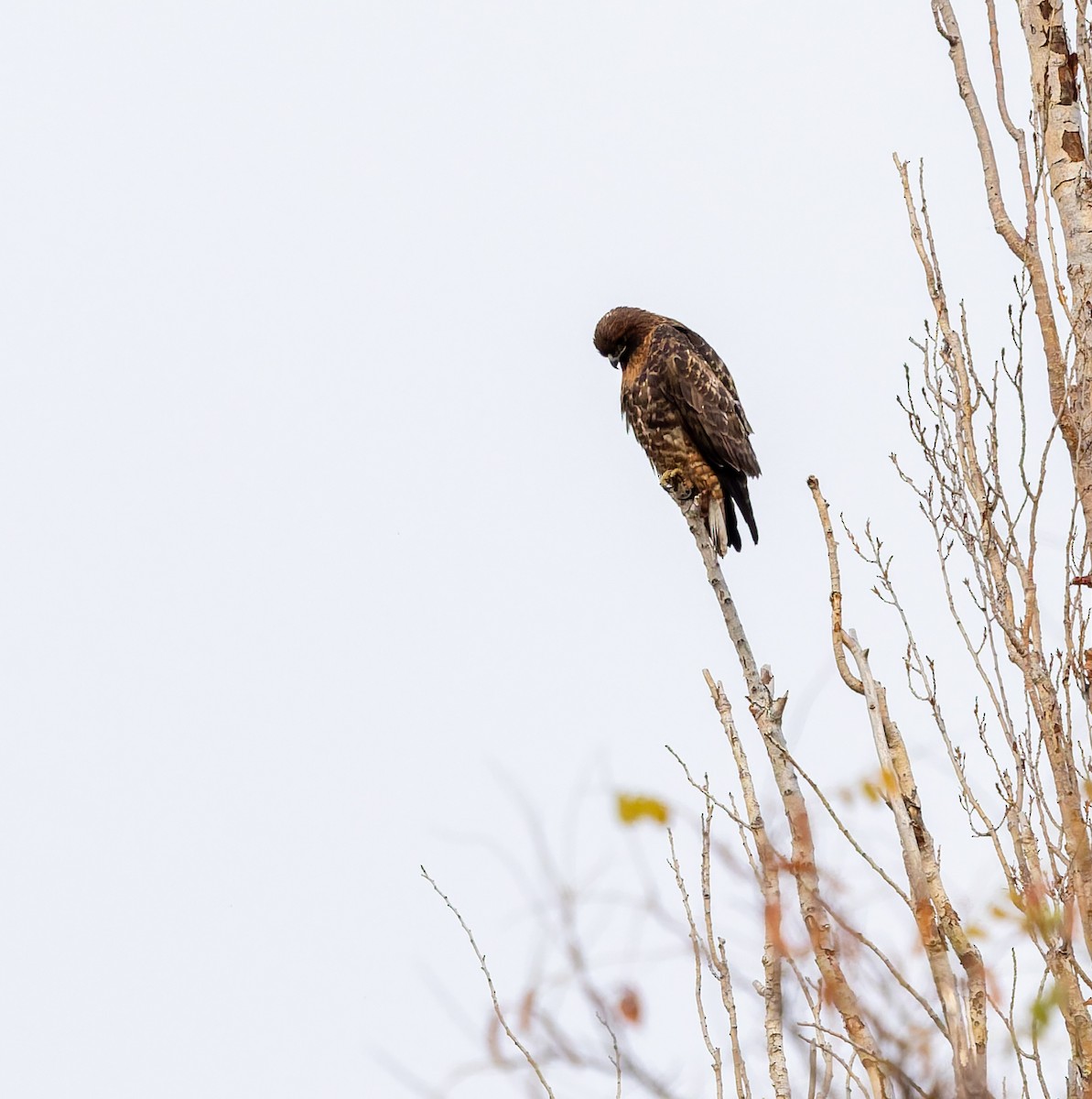 Red-tailed Hawk - ML645579452