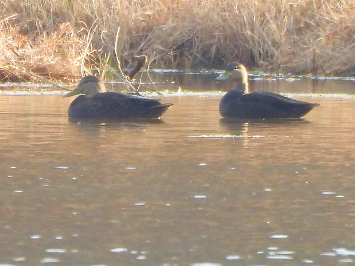 Canard noir - ML645579456